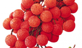 荔枝娱乐圈吃瓜爆料,荔枝吃瓜爆料，明星幕后故事大曝光